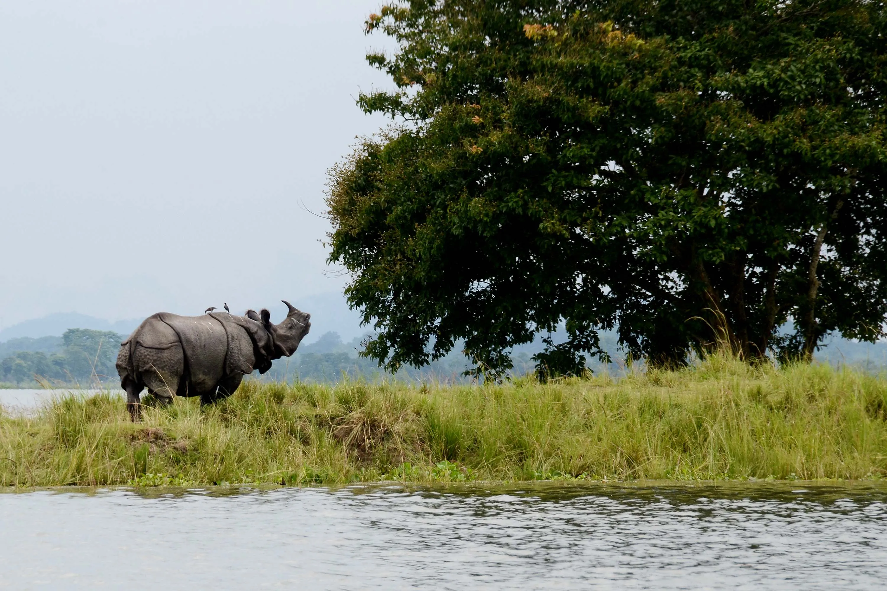Kaziranga Safari & Meghalaya Rainforest Trails