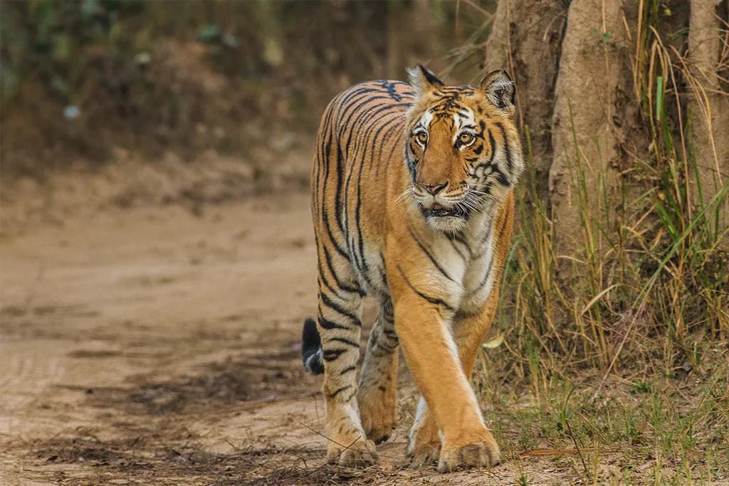 Jim Corbett Tiger Safari Weekend Escape